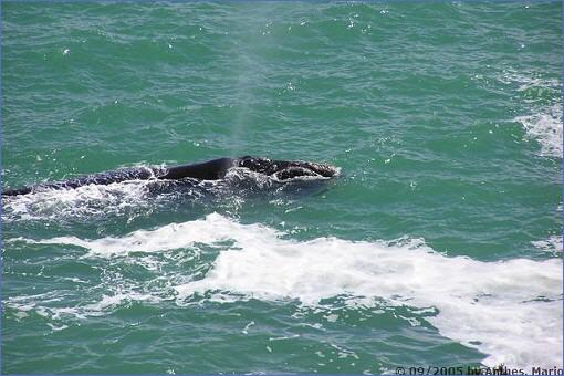 Südlicher Glattwal (Southern Right Whale) beim Ausatmen nahe der Küste von Gordon's Bay