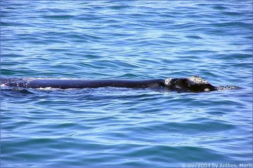 Südlicher Glattwal (Southern Right Whale) in der Walker Bay vor der Küste von Hermanus