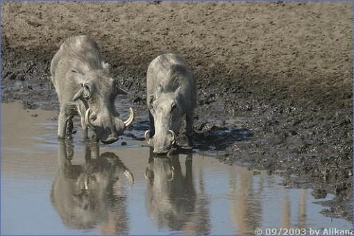 Trinkende Warzenschweine an einem Wasserloch