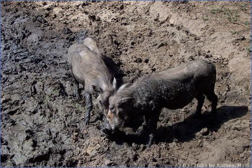 Warzenschweine beim Suhlen an einem Wasserloch im Game Reserve