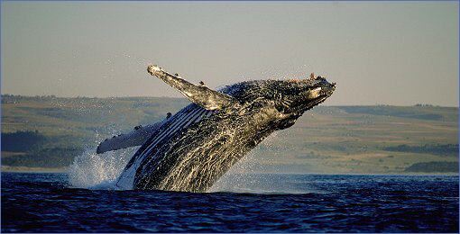 whalewatchinghermanus1_510