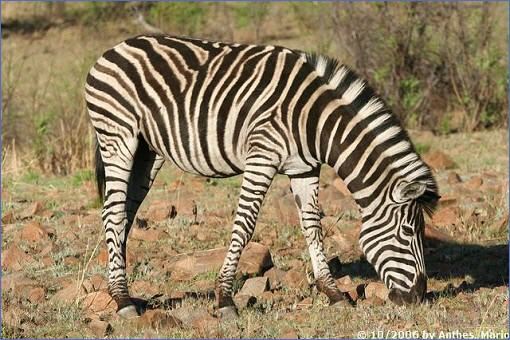 Grasendes Zebra an der Kubu Road in der Nähe des Lengau Dam im Pilanesberg Game Reserve