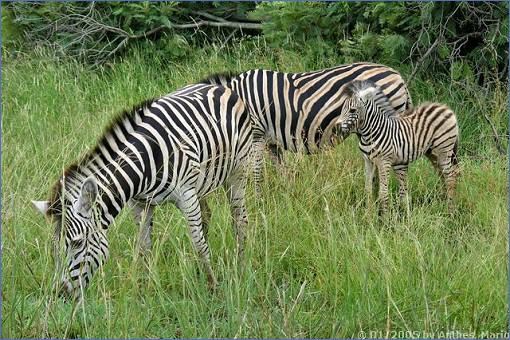 Zebras mit Fohlen an der H7 südlich von Satara im Krüger-Nationalpark