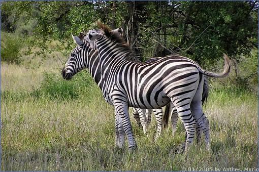 Zebras an der N'wanetsi River Road östlich von Satara im Krüger-Nationalpark