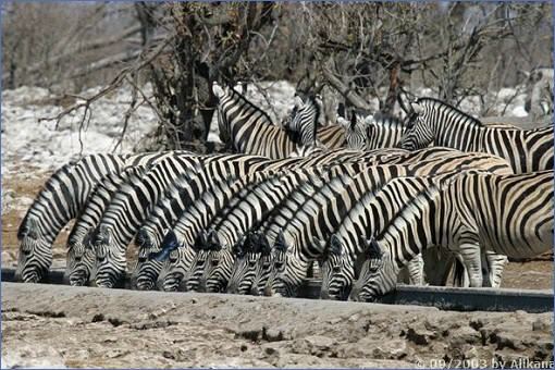 Trinkende Zebras in einer Reihe