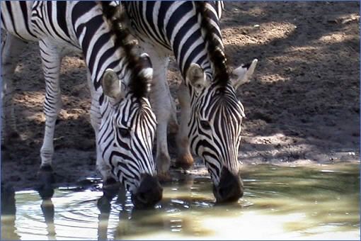 Zwei trinkende Zebras