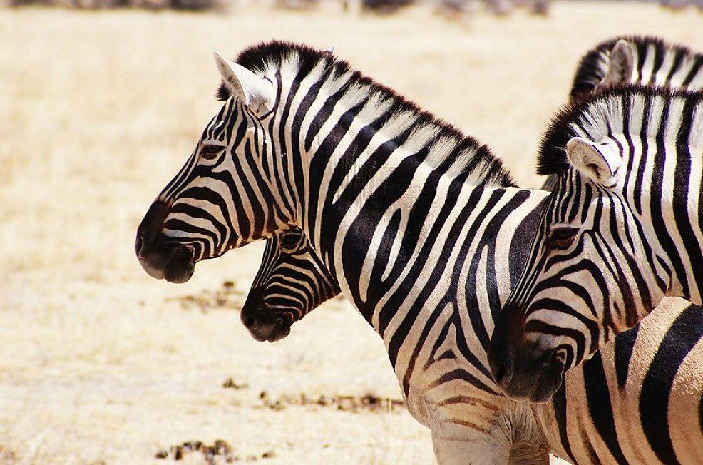 zebras suedafrika