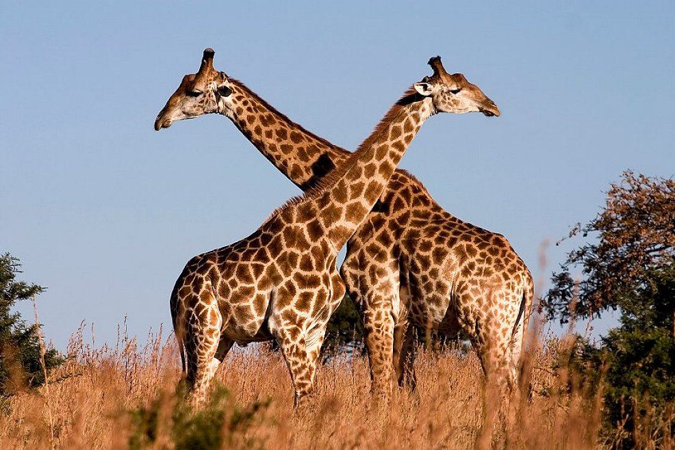 zwei giraffen kaempfen